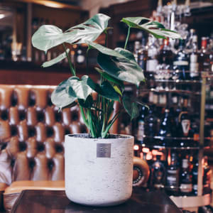 Männerpflanze «Das ist James» (Monstera)