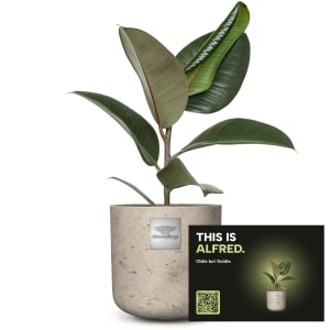 Männerpflanze «Das ist Alfred» (Ficus elastica \'Robusta\')