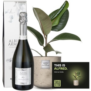 Männerpflanze «Das ist Alfred» (Ficus elastica \'Robusta\') mit Prosecco Albino Armani DOC (75 cl)