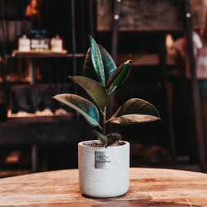 Media 2 - Männerpflanze «Das ist Alfred» (Ficus elastica 'Robusta')