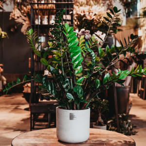Männerpflanze «Das ist Hulk» (Zamioculcas zamiifolia)