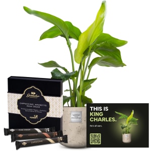 Männerpflanze «Das ist King Charles» (Strelitzia Nicolai) mit Gottlieber Hüppen «Special Edition for Fleurop»