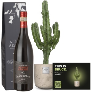 Männerpflanze «Das ist Bruce» (Euphorbia) mit Amarone Albino Armani  DOCG (75 cl)