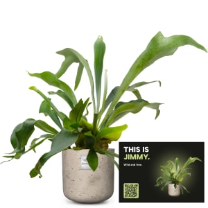 Männerpflanze «Das ist Jimmy» (Platycerium bifurcatum)