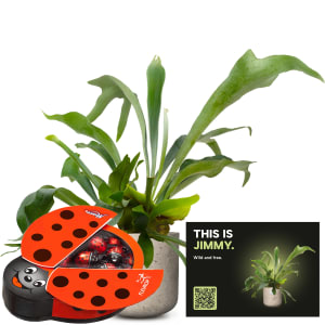 Männerpflanze «Das ist Jimmy» (Platycerium bifurcatum) mit Munz Schoggi-Glückskäfer