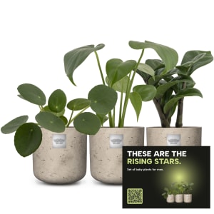 Baby-Männerpflanzen-Set «Rising stars»