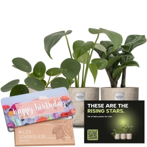 Baby-Männerpflanzen-Set «Rising stars» mit Munz Schoggi-Tafel «Happy Birthday»
