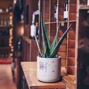 Männerpflanze «Questo è Anthony» (Aloe vera)