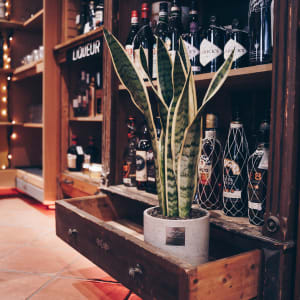 Männerpflanze «Questo è Harry» (Sansevieria laurentii)