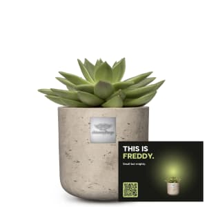 Männerpflanze «Das ist Freddy» (Echeveria)