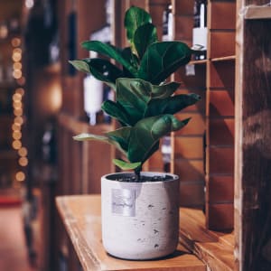 Männerpflanze «Questo è Frankie» (Ficus lyrata bambino)