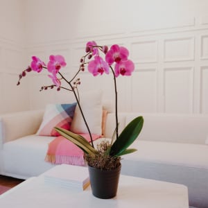 Pianta da appartamento «Pink Dream» (orchidea)