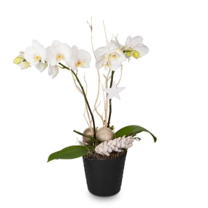 Zimmerpflanze «Festlich & edel» (Orchidee)