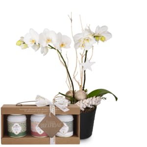 Zimmerpflanze «Festlich & edel» (Orchidee) mit Gottlieber Tee Geschenk-Set und «Happy Birthday»-Anhänger