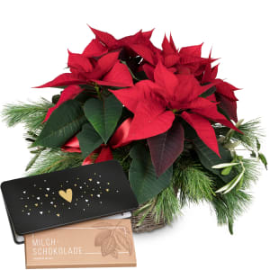 Zimmerpflanze «Christmas Dream» (Weihnachtsstern) mit Schoggi-Tafel Heart»