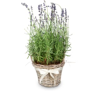 Scent of Provence (lavender)