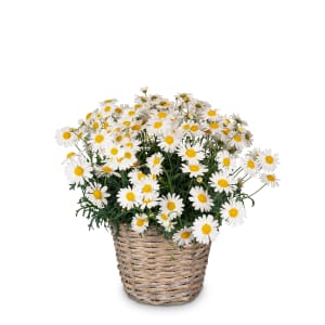 Margerite «Unvergessen» (für den Friedhof)