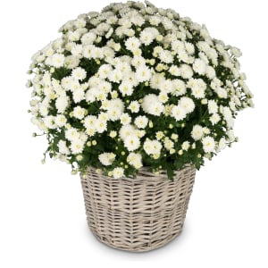 Media 3 - Chrysanthemum «Rest in Peace» white, (for the cemetery)