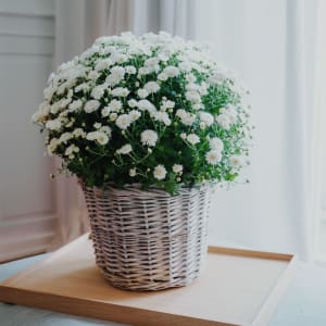 Media 4 - Chrysanthemum «Rest in Peace» white, (for the cemetery)