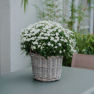 Media 5 - Chrysanthemum «Rest in Peace» white, (for the cemetery)