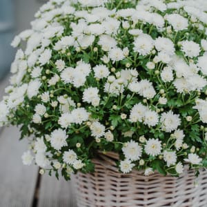 Media 2 - Chrysanthemum «Rest in Peace» white, (for the cemetery)
