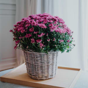 Media 4 - Chrysanthemum «Hope» pink, (for the cemetery)