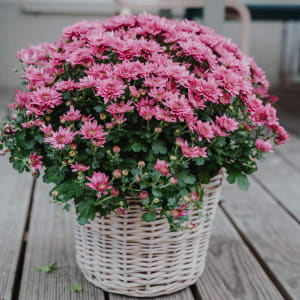 Media 1 - Chrysanthemum «Hope» pink, (for the cemetery)