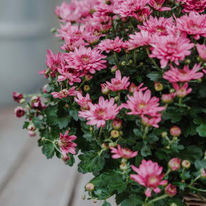 Media 5 - Chrysanthemum «Hope» pink, (for the cemetery)