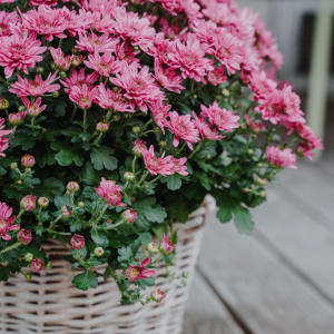 Media 2 - Chrysanthemum «Hope» pink, (for the cemetery)