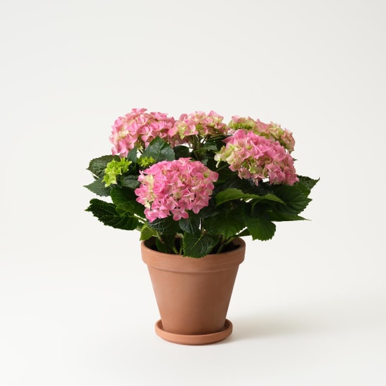 Pink hortensia