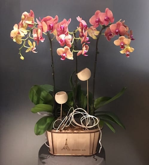 Phalaenopsis in wooden vase