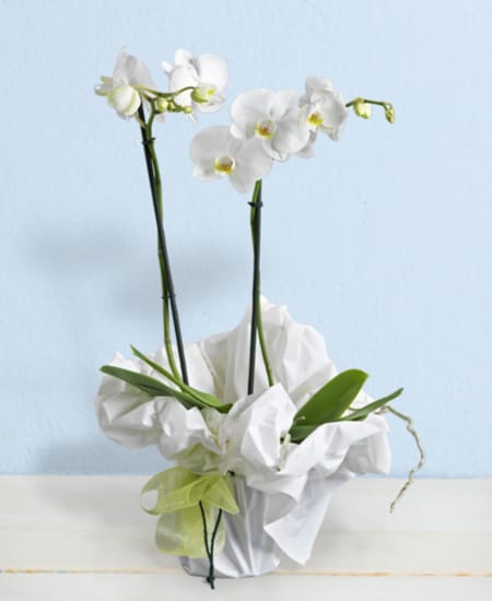 White phalaenopsis orchids