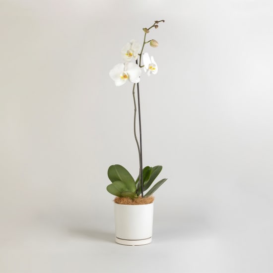 Moth Orchid