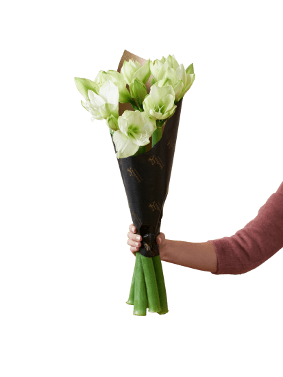 Amaryllis White 240523