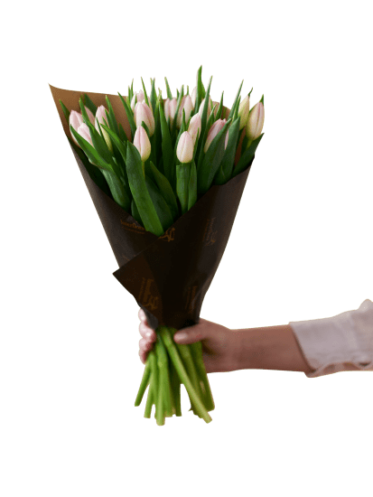 Soft Pink Tulips 240122