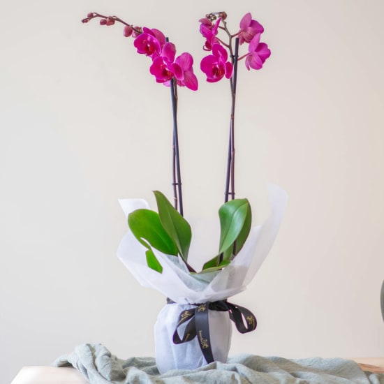 Orchid Plant