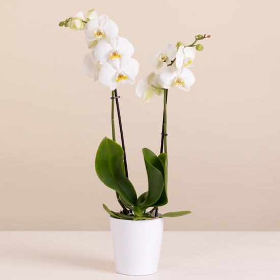 Media 1 - White Orchid - Premium Orchid Plant