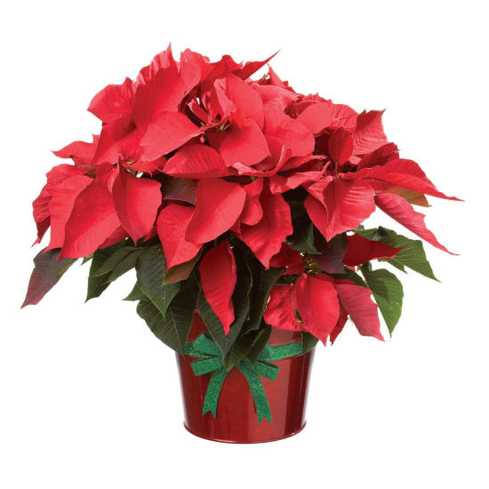 Red Poinsettia