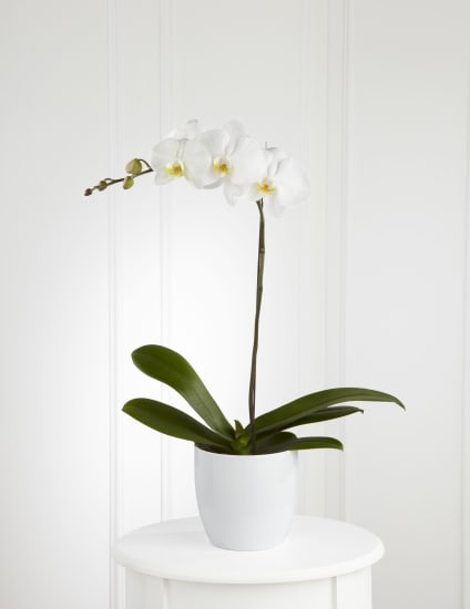 White Orchid Planter