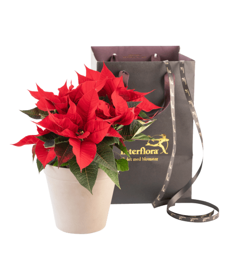 Christmas Tradition Red 240541