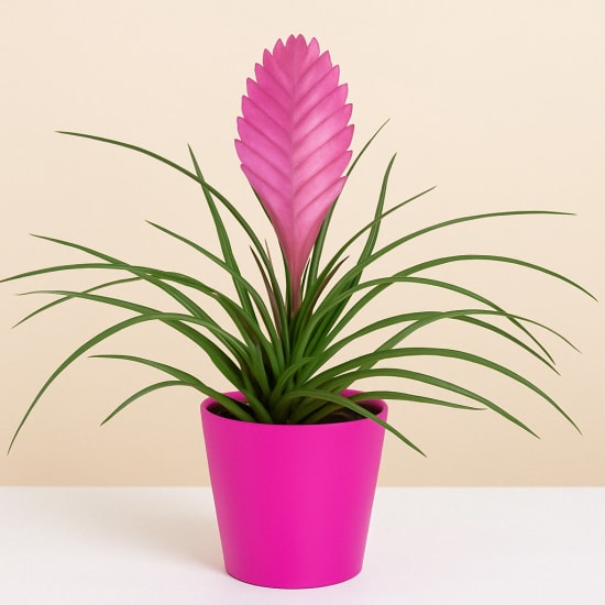Tillandsia plant