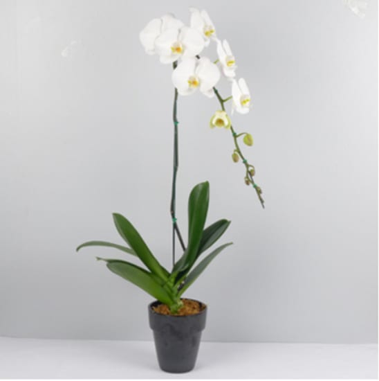 White Orchid