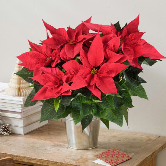 Big Poinsettia