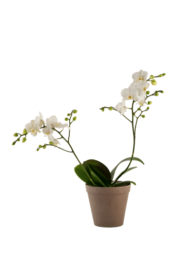 Orchid White 242678