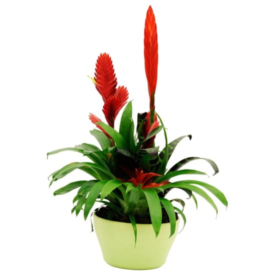 Bromelia