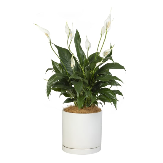 White Peace Lily