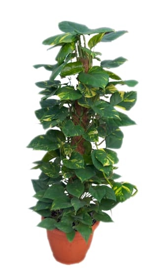 EPIPREMNUM PLANT