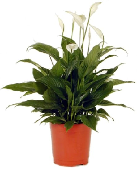 Spathiphyllum