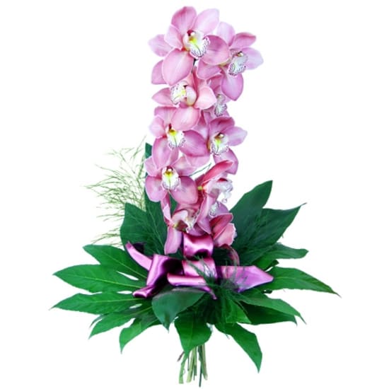 Orchid- elegance and finess