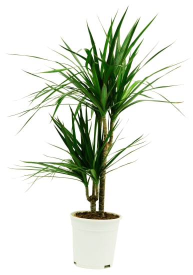 Dracaena